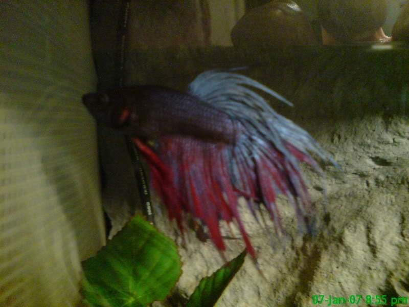 ai10.photobucket.com_albums_a114_andyw823_Fish_DSC00058.jpg