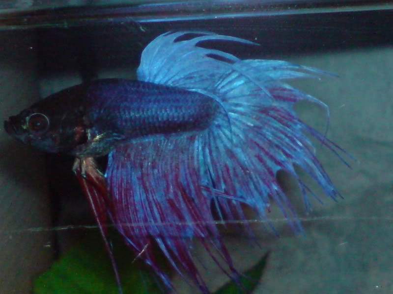 ai10.photobucket.com_albums_a114_andyw823_Fish_DSC00057.jpg