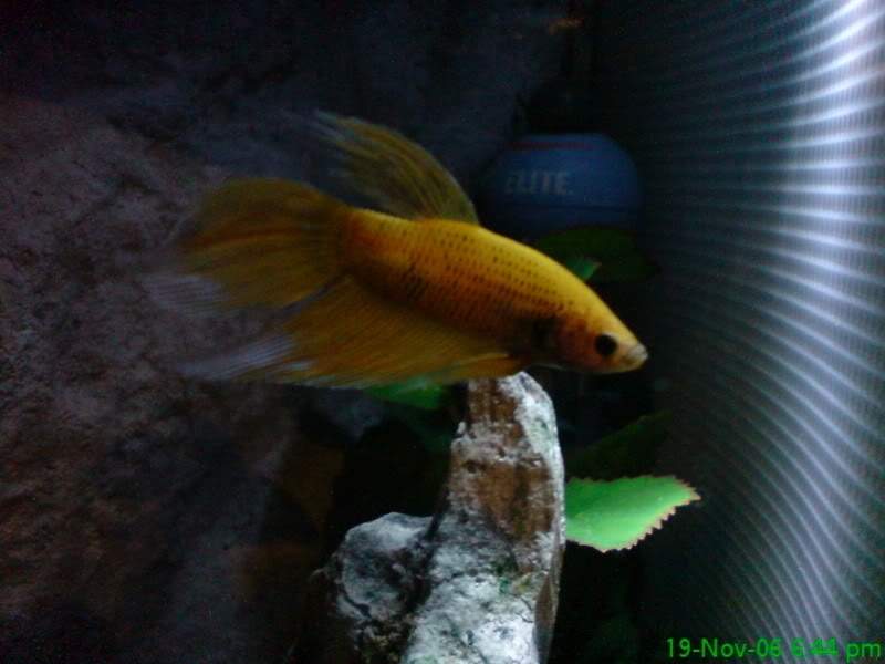 ai10.photobucket.com_albums_a114_andyw823_Fish_DSC00036.jpg