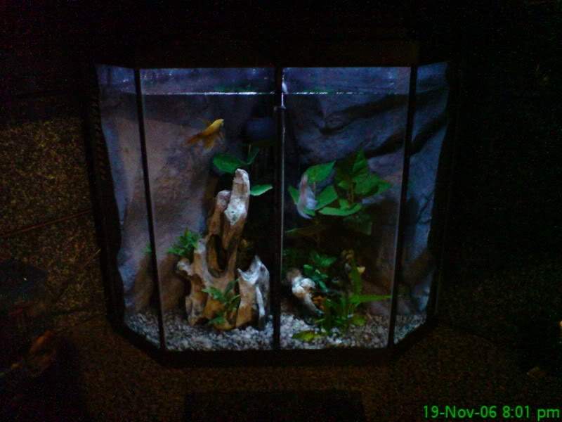 ai10.photobucket.com_albums_a114_andyw823_Fish_DSC00998.jpg