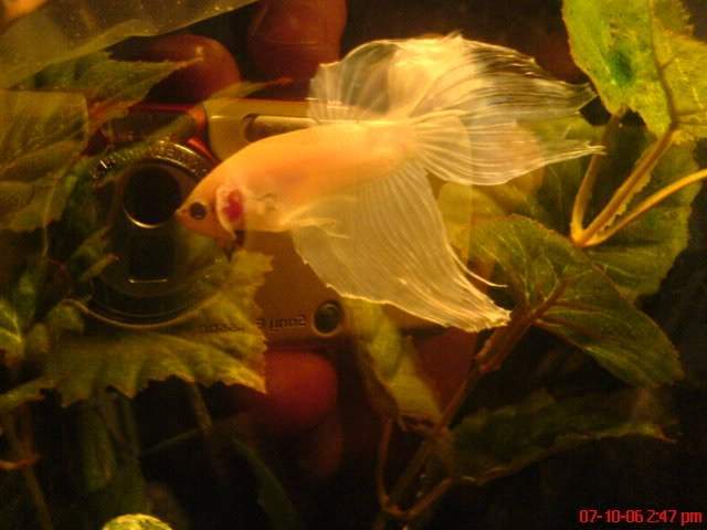 ai10.photobucket.com_albums_a114_andyw823_Fish_DSC00253.jpg