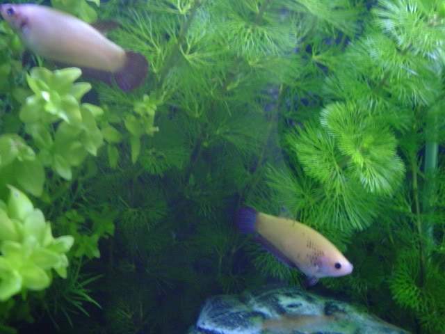 ai10.photobucket.com_albums_a114_andyw823_Fish_401.jpg