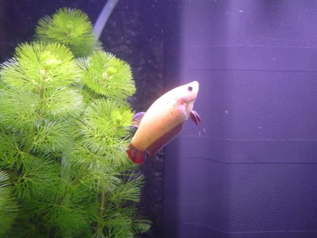 ai10.photobucket.com_albums_a114_andyw823_Fish_201.jpg