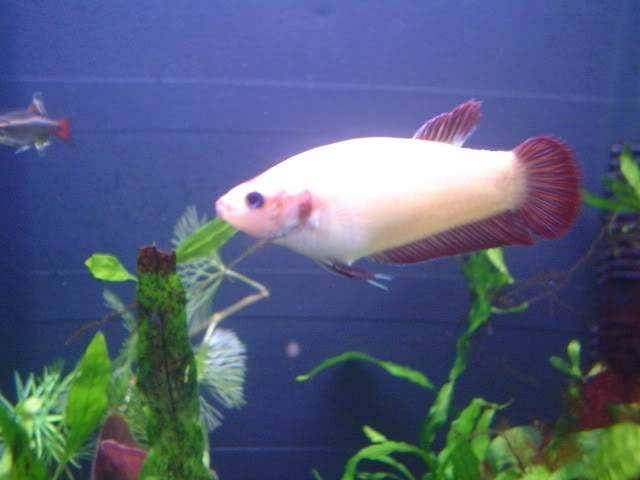 ai10.photobucket.com_albums_a114_andyw823_Fish_103.jpg