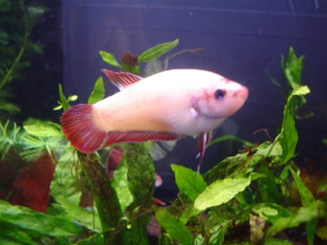 ai10.photobucket.com_albums_a114_andyw823_Fish_102.jpg