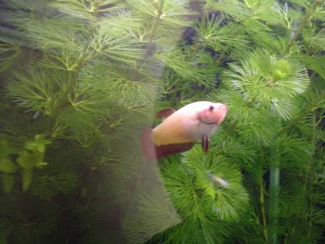 ai10.photobucket.com_albums_a114_andyw823_Fish_101.jpg