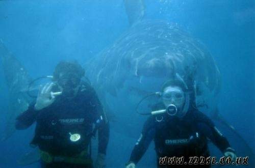 acdn.z22se.com_userpix_2_New_Image_1.jpg