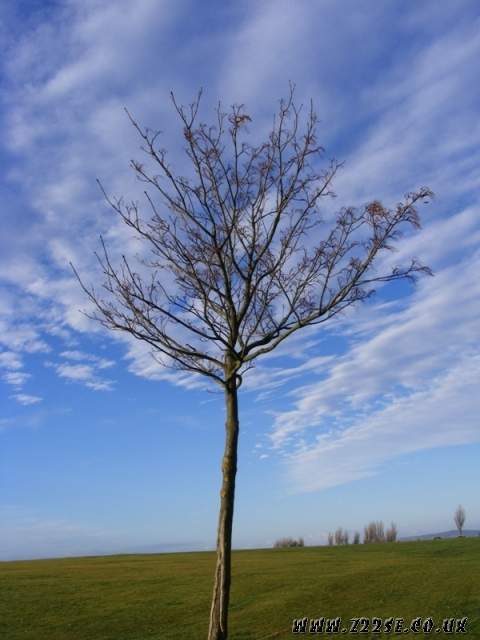 acdn.z22se.com_userpix_2_Tree_01_small_1.jpg