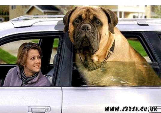 acdn.z22se.com_userpix_193_giant20english20mastiff1_1.jpg