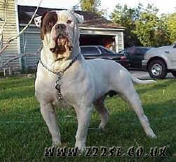 acdn.z22se.com_userpix_193_julie_pengilley_american_bulldog1_1.jpg