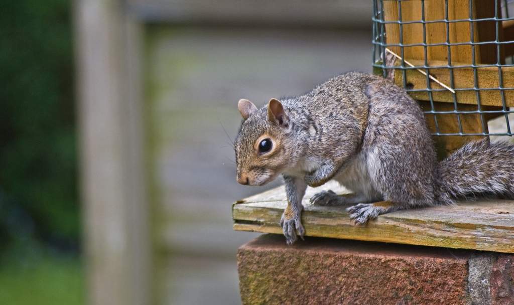 afarm4.static.flickr.com_3244_2536027917_2bb88c7f14_b.jpg
