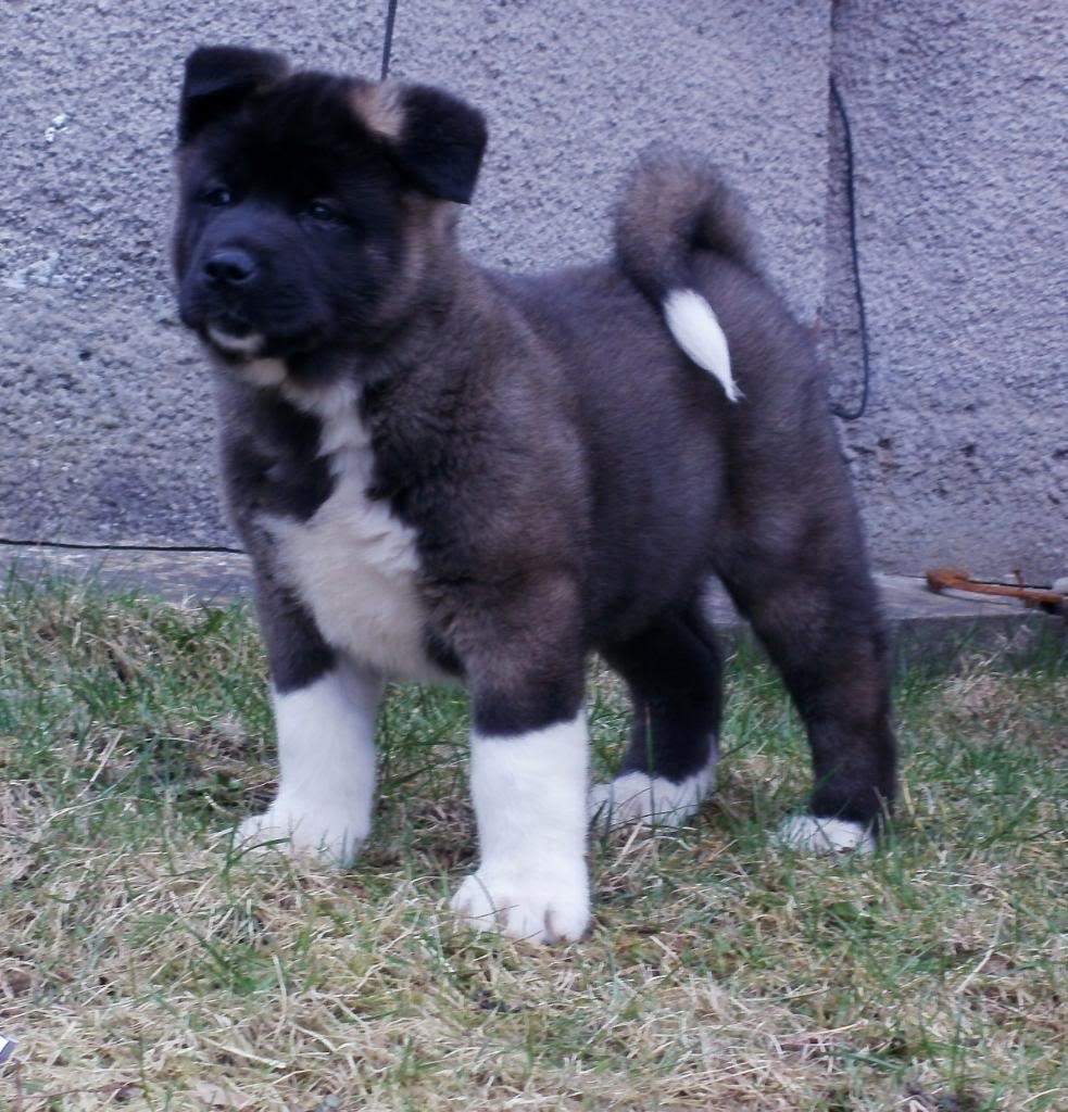 ai905.photobucket.com_albums_ac258_hiruko_akitas_apollo1.jpg