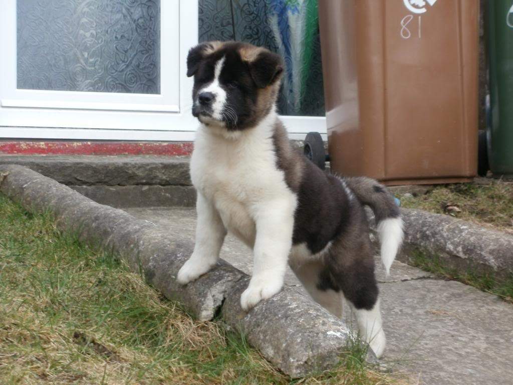 ai905.photobucket.com_albums_ac258_hiruko_akitas_atlas3.jpg
