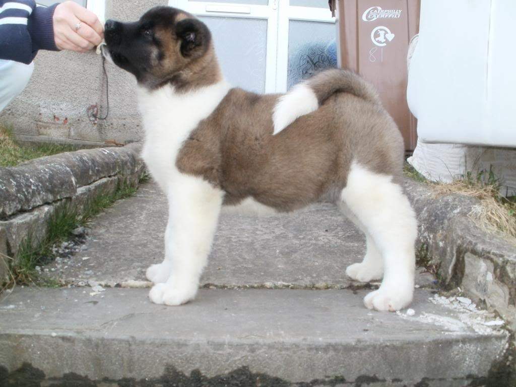 ai905.photobucket.com_albums_ac258_hiruko_akitas_zeus3.jpg