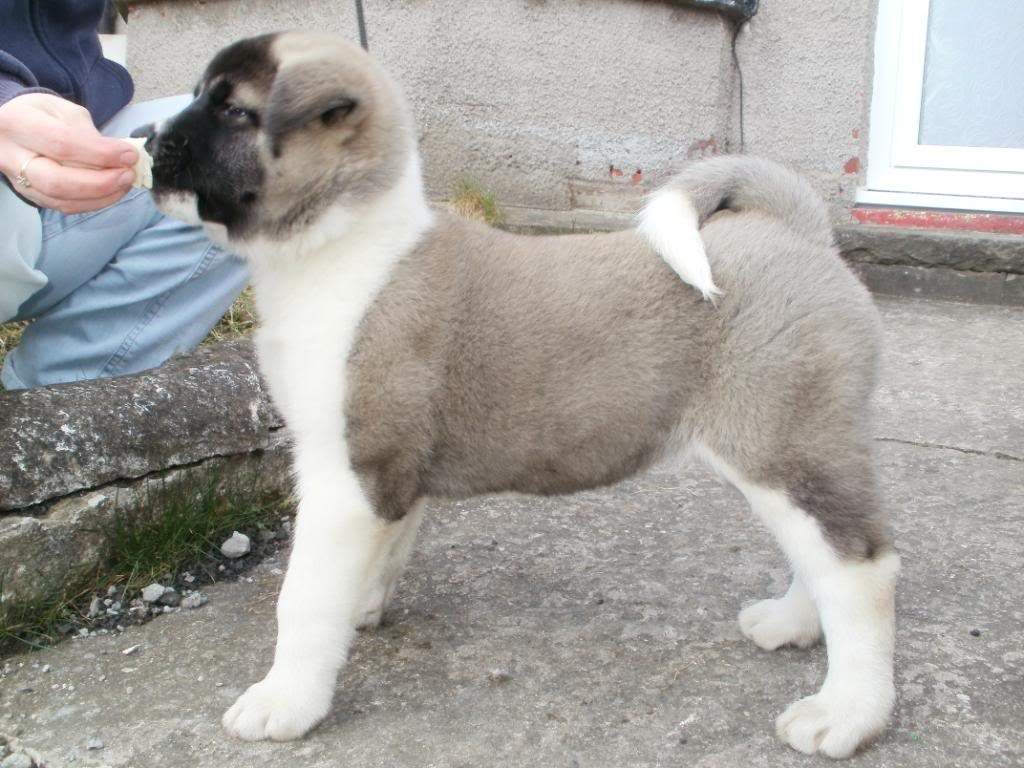 ai905.photobucket.com_albums_ac258_hiruko_akitas_shay2.jpg