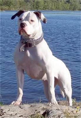 ai126.photobucket.com_albums_p102_jamee1976_cassie_20july10_7bbfcefe.jpg
