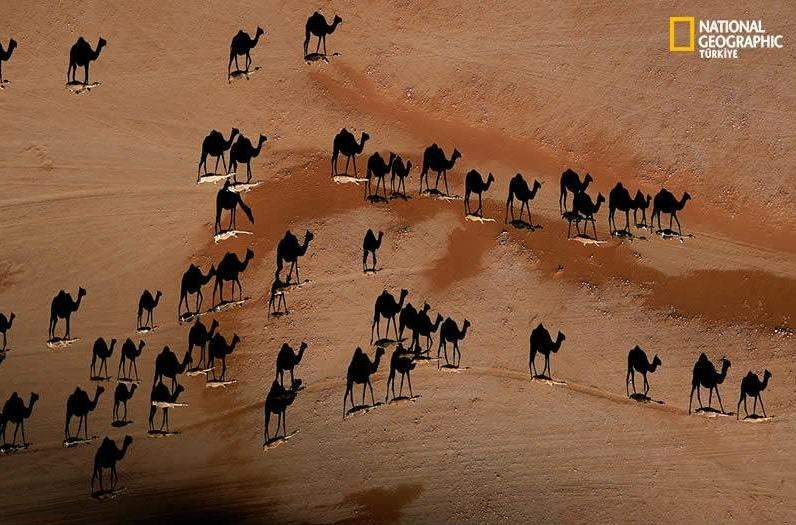 camels_1.jpg